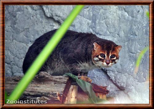 Chat a tete plate zoo de Chiang Mai