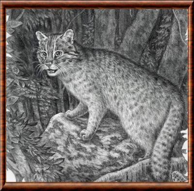 Chat d Iriomote illustration