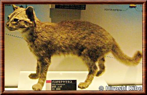 Chat d Iriomote musee national des sciences du Japon