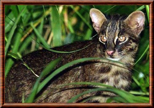 Chat d Iriomote portrait