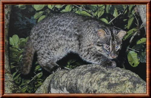 Chat d Iriomote (Prionailurus iriomotensis)