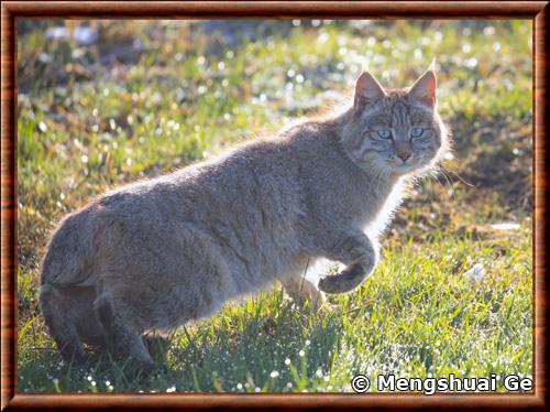 Chat de Biet (Felis bieti)