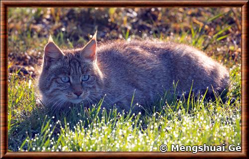 Chat de Biet portrait