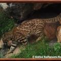 Chat de garlepp leopardus garleppi