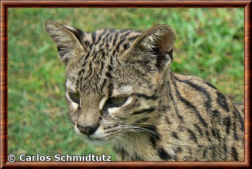 Chat de Geoffroy gros plan