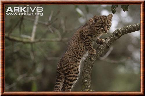 Chat de Geoffroy juvenile