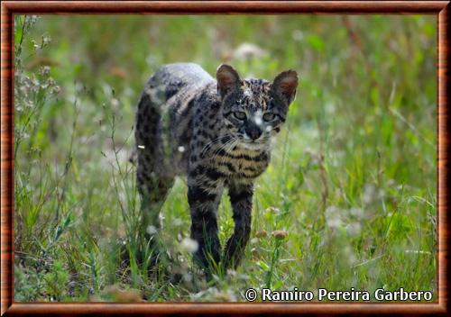 Chat de Geoffroy (Leopardus geoffroyi)