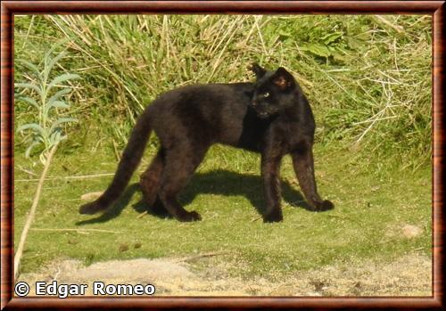 Chat de Geoffroy melanique