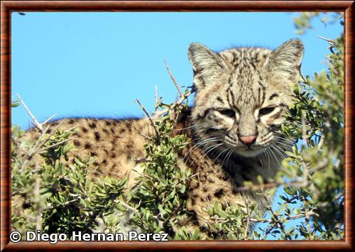 Chat de Geoffroy portrait