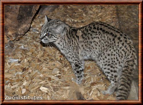 Chat de Geoffroy zoo de Jihlava