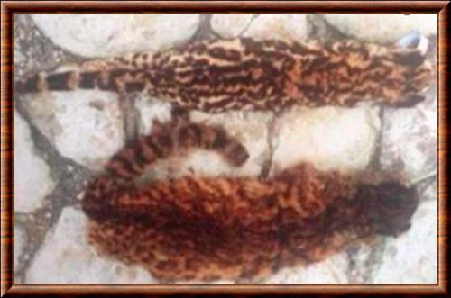 Chat de Narino (Leopardus narinensis)