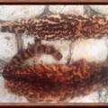 Chat de narino leopardus narinensis