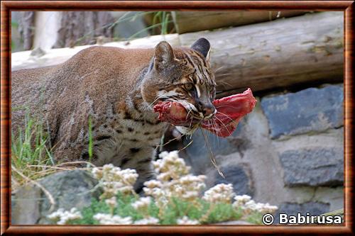 Chat de Temminck (Catopuma temminckii)