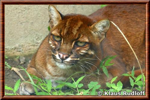 Chat de Temminck gros plan