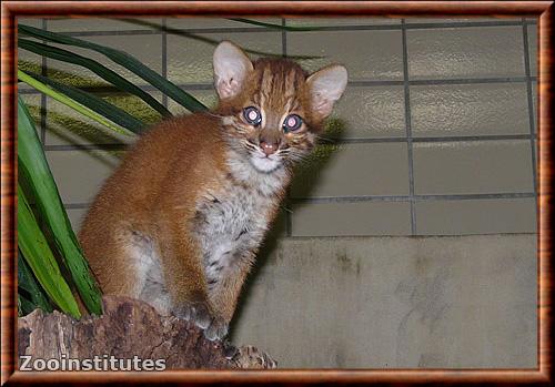 Chat de Temminck juvenile