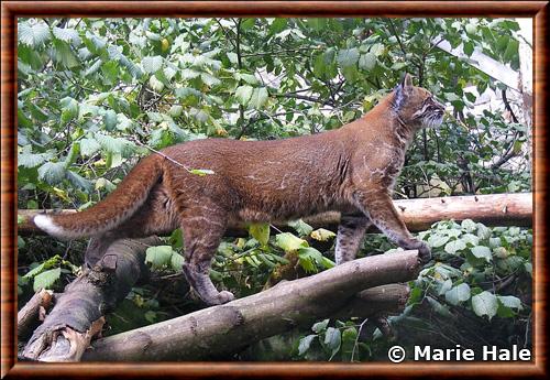 Chat de Temminck (Pardofelis temminckii)