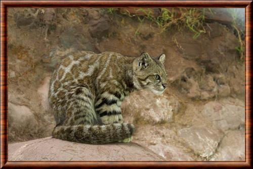 Chat des Andes (Leopardus jacobitus)
