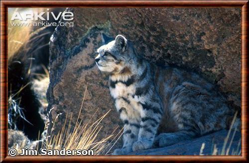 Chat des Andes portrait