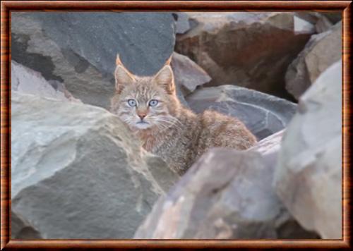 Chat des montagnes chinoises