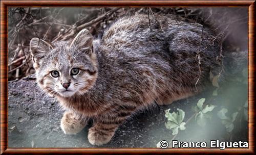 Chat des pampas (Leopardus colocolo)