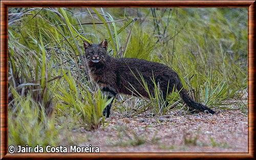 Chat des pampas parc d'etat de Rio Ivinhema