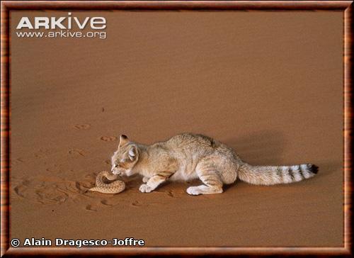 Chat des sables chassant un serpent