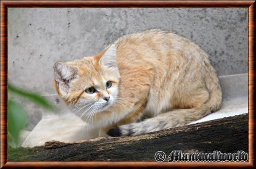 Chat des sables (Felis margarita)