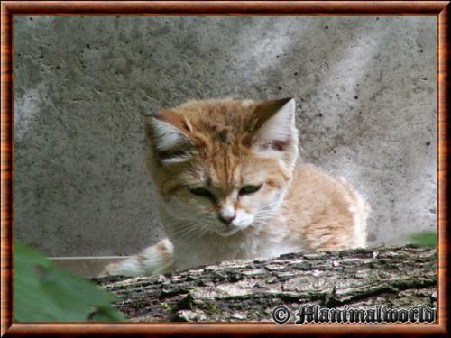 Chat des sables gros plan