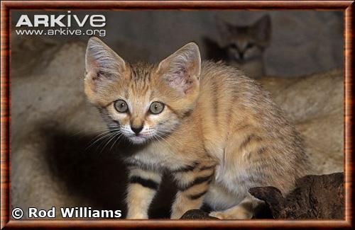 Chat des sables juvenile