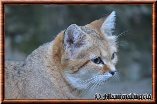 Chat des sables portrait