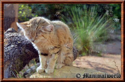 Chat des sables zoo Amneville