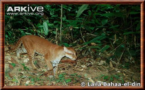 Chat dore africain (Caracal aurata)