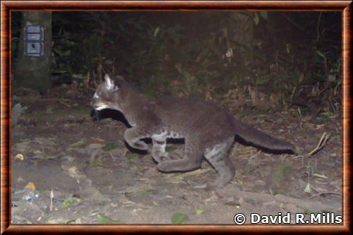 Chat dore africain juvenile