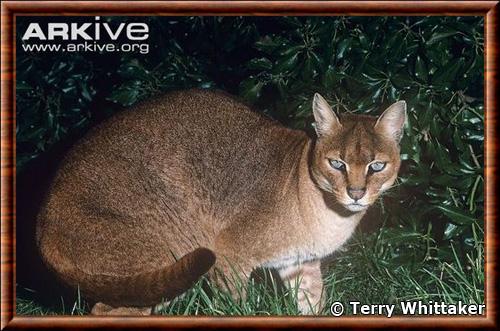 Chat dore africain portrait