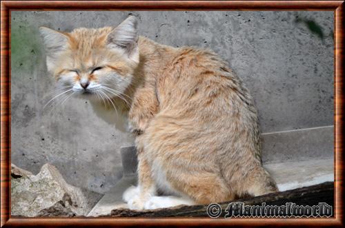 Chat du desert