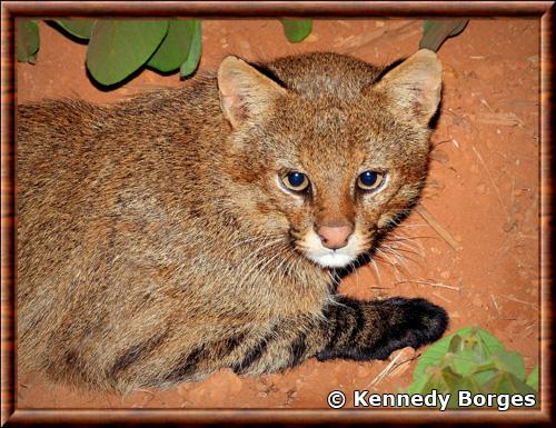 Chat du Pantanal gros plan