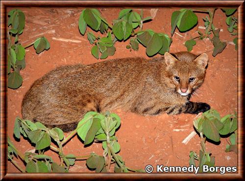 Chat du Pantanal (Leopardus braccatus)