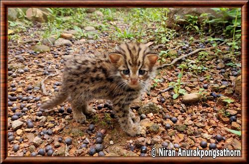 Chat-leopard du Bengale juvenile