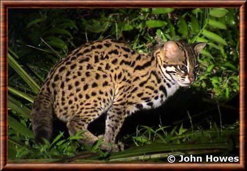 Chat-leopard du Bengale (Prionailurus bengalensis)