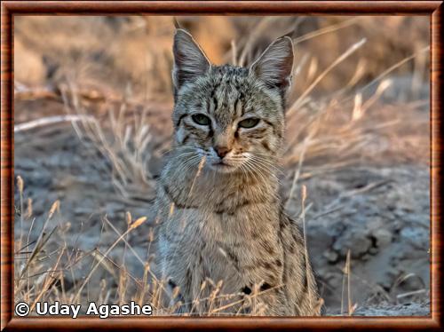 Chat orne portrait