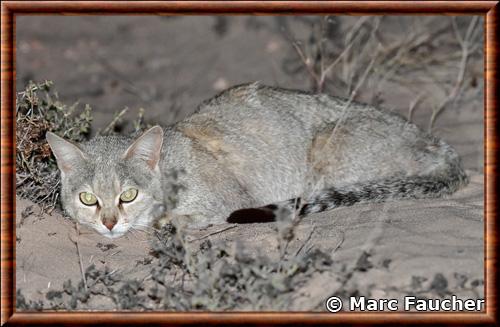 Chat sauvage africain