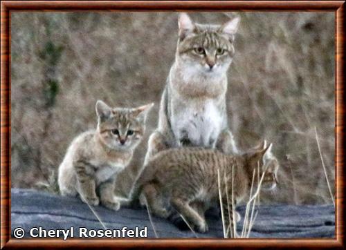 Chat sauvage d Afrique australe femelle