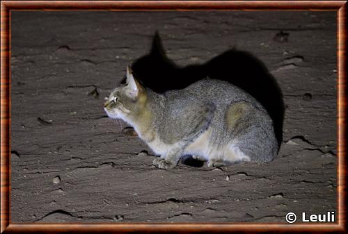 Chat sauvage d Afrique australe (Felis silvestris cafra)