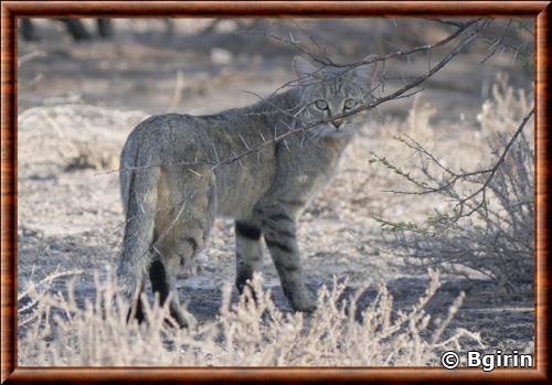 Chat sauvage d Afrique subsaharienne