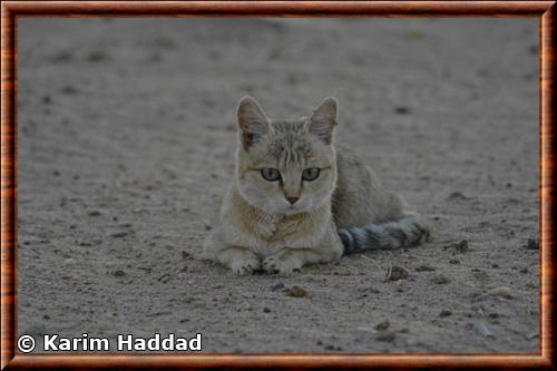 Chat sauvage d Afrique (Felis silvestris lybica)