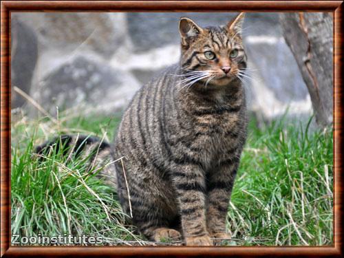 Chat sauvage d Ecosse (Felis silvestris grampia)
