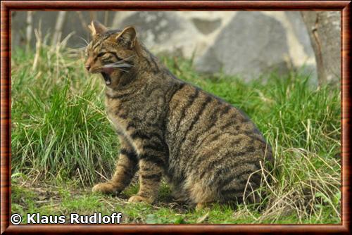 Chat sauvage d Ecosse zoo Edimbourg