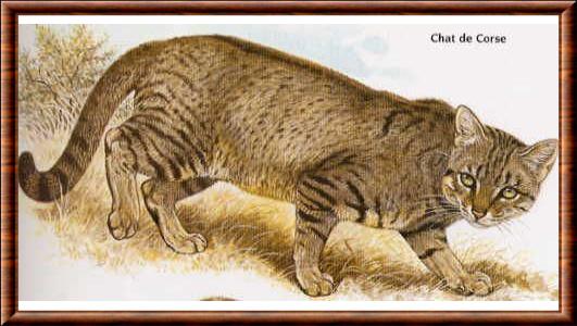 chat sauvage de Corse illustration