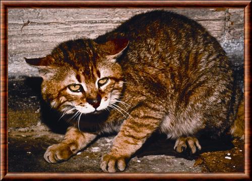 Chat sauvage de Crete (Felis silvestris cretensis)