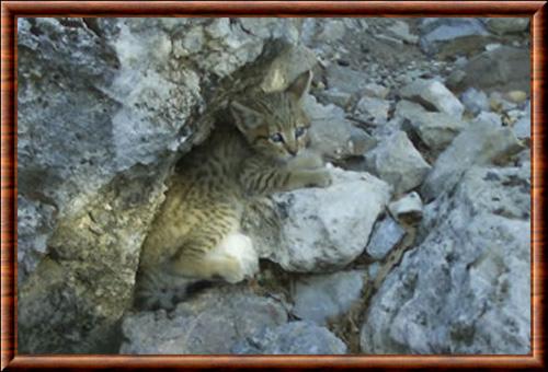 Chat sauvage de Crete juvenile
